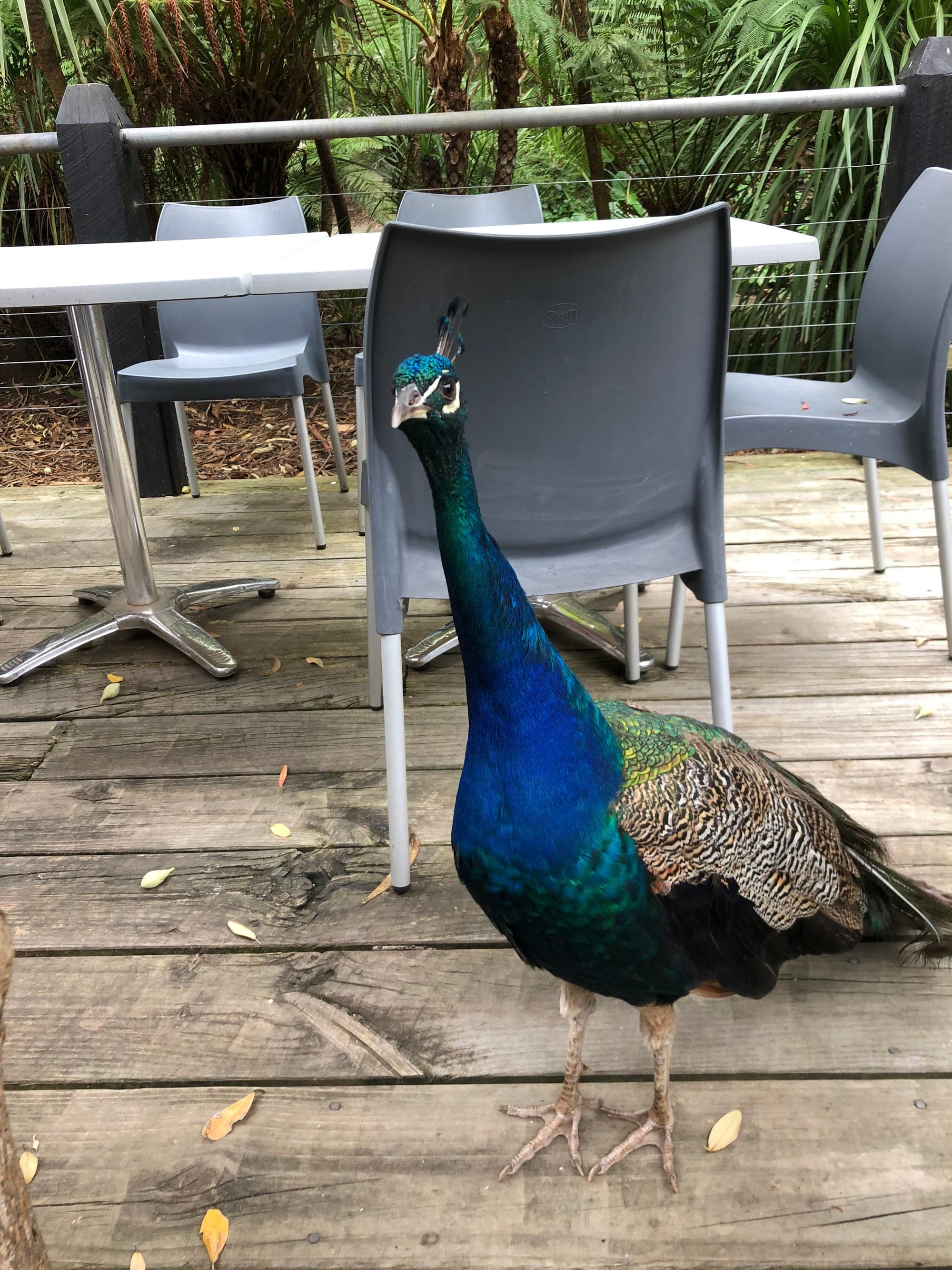 Indian Peafowl