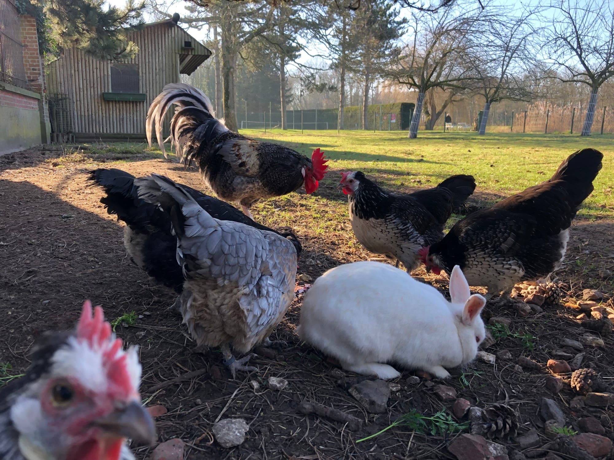 Domestic chickens & rabbit