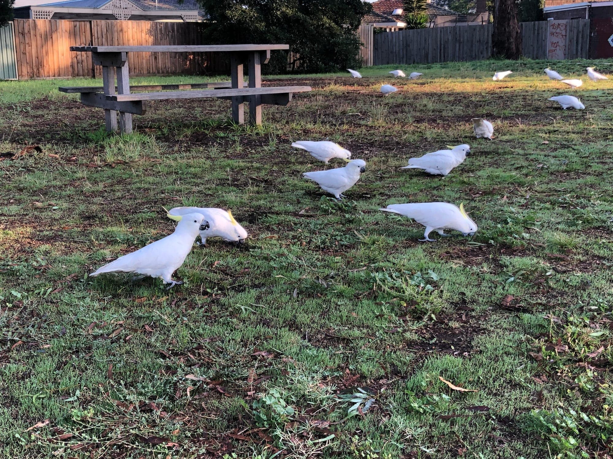 Sulphur-crested Cockatoo
