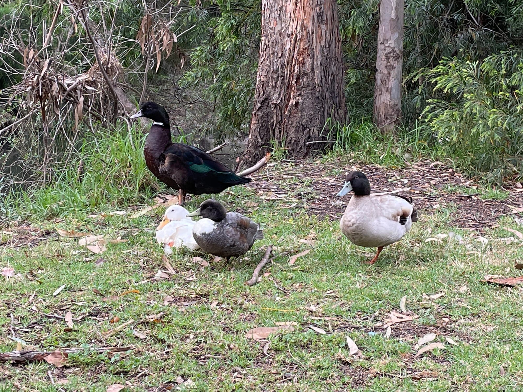Domestic ducks