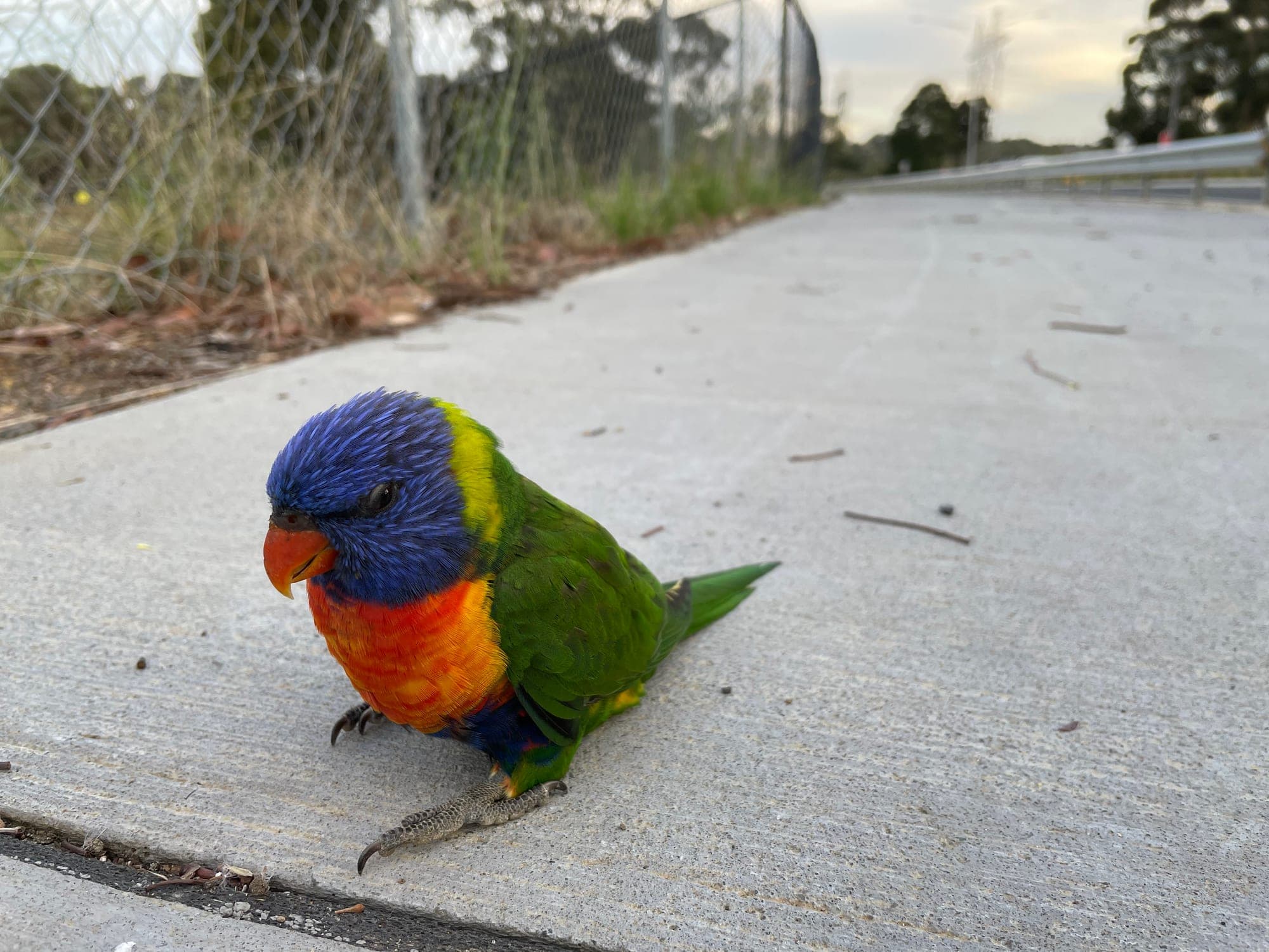 Rainbow Lorikeet