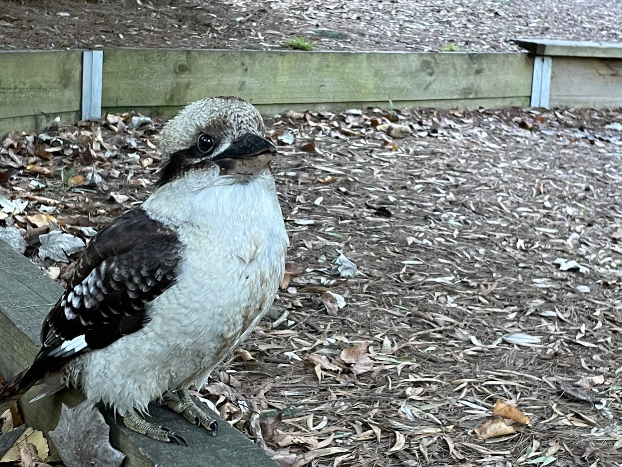 Laughing Kookaburra