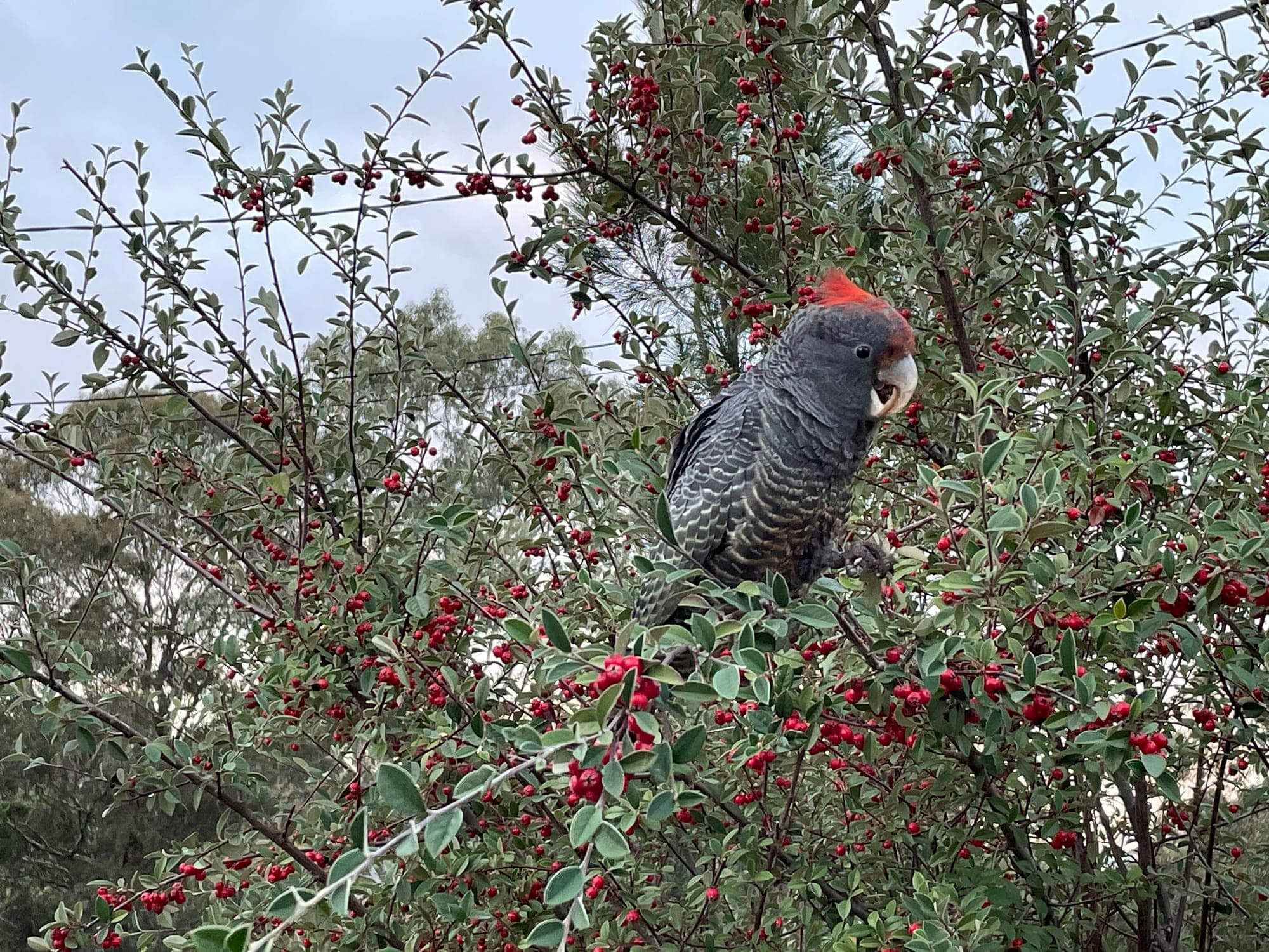 Gang-gang Cockatoo