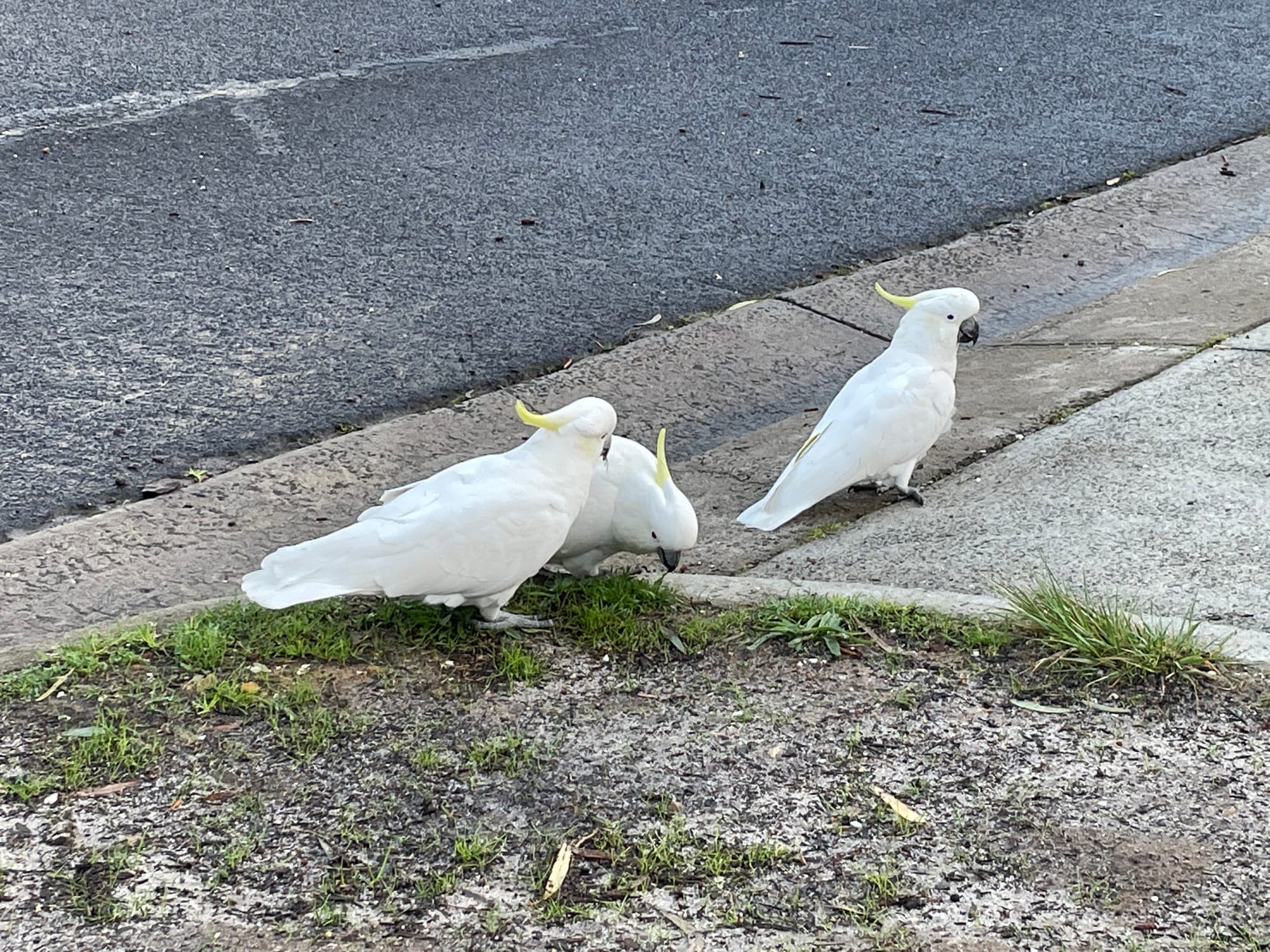 Sulphur-crested Cockatoos
