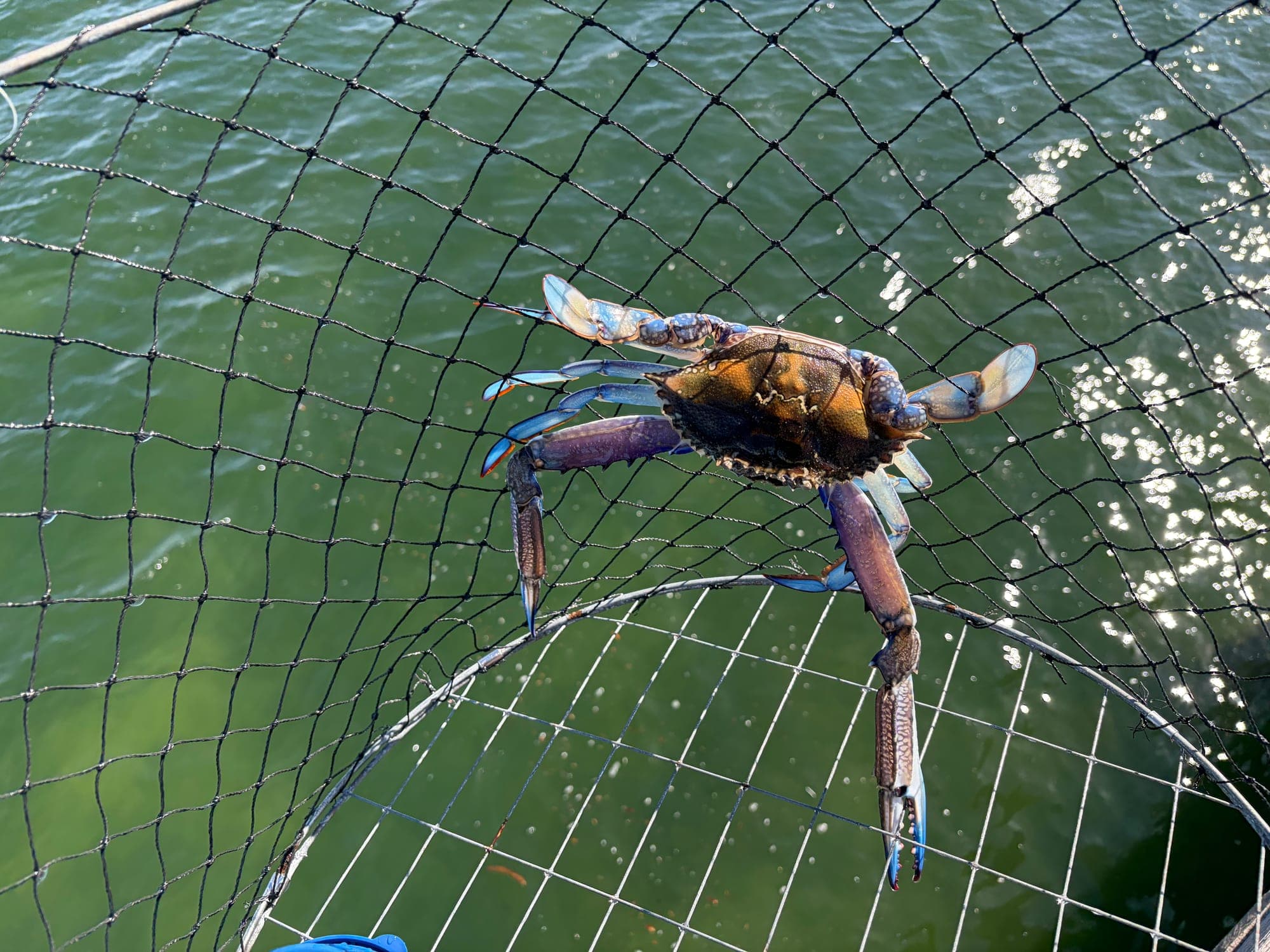 Blue swimmer crab