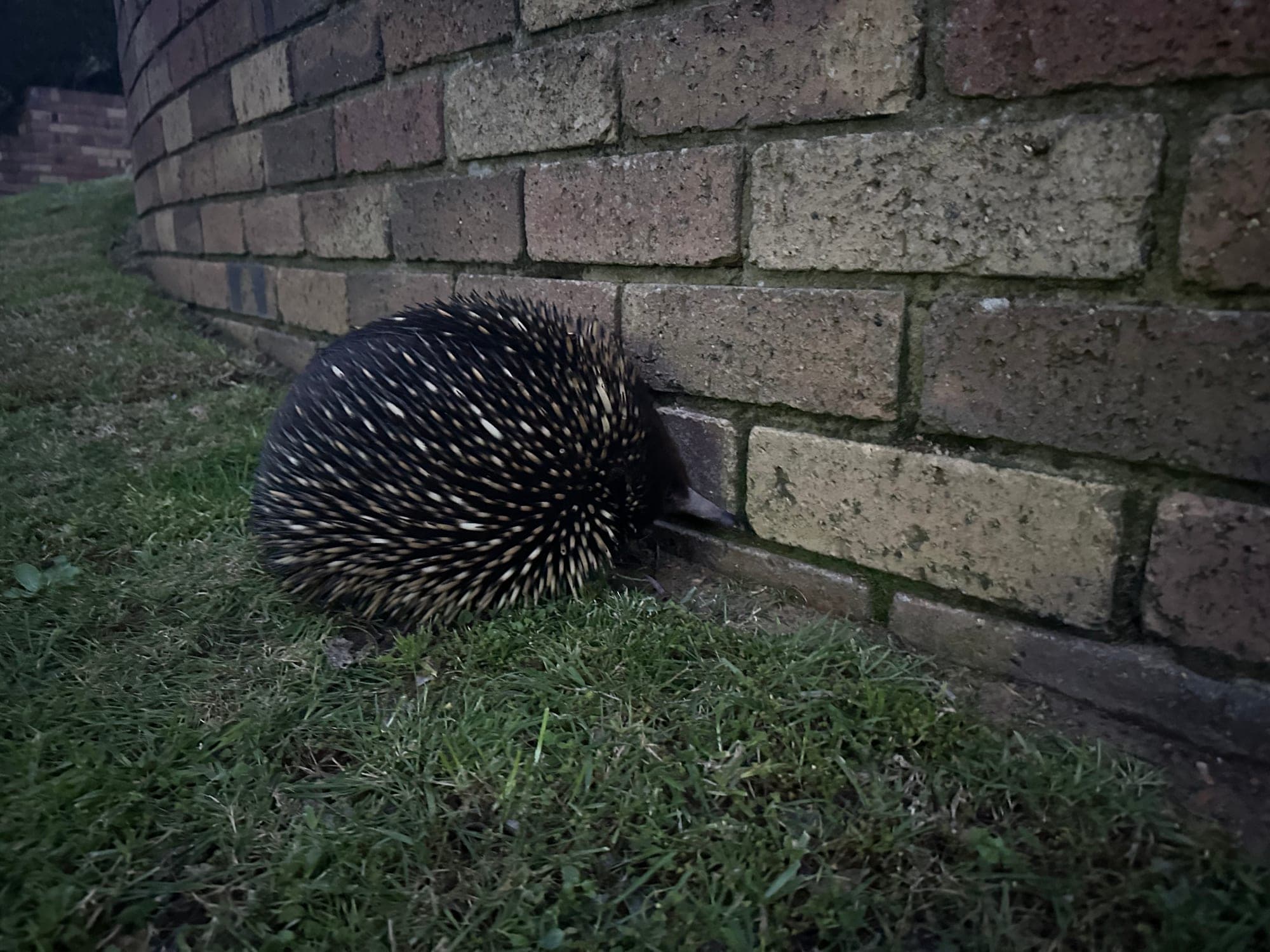 Echidna
