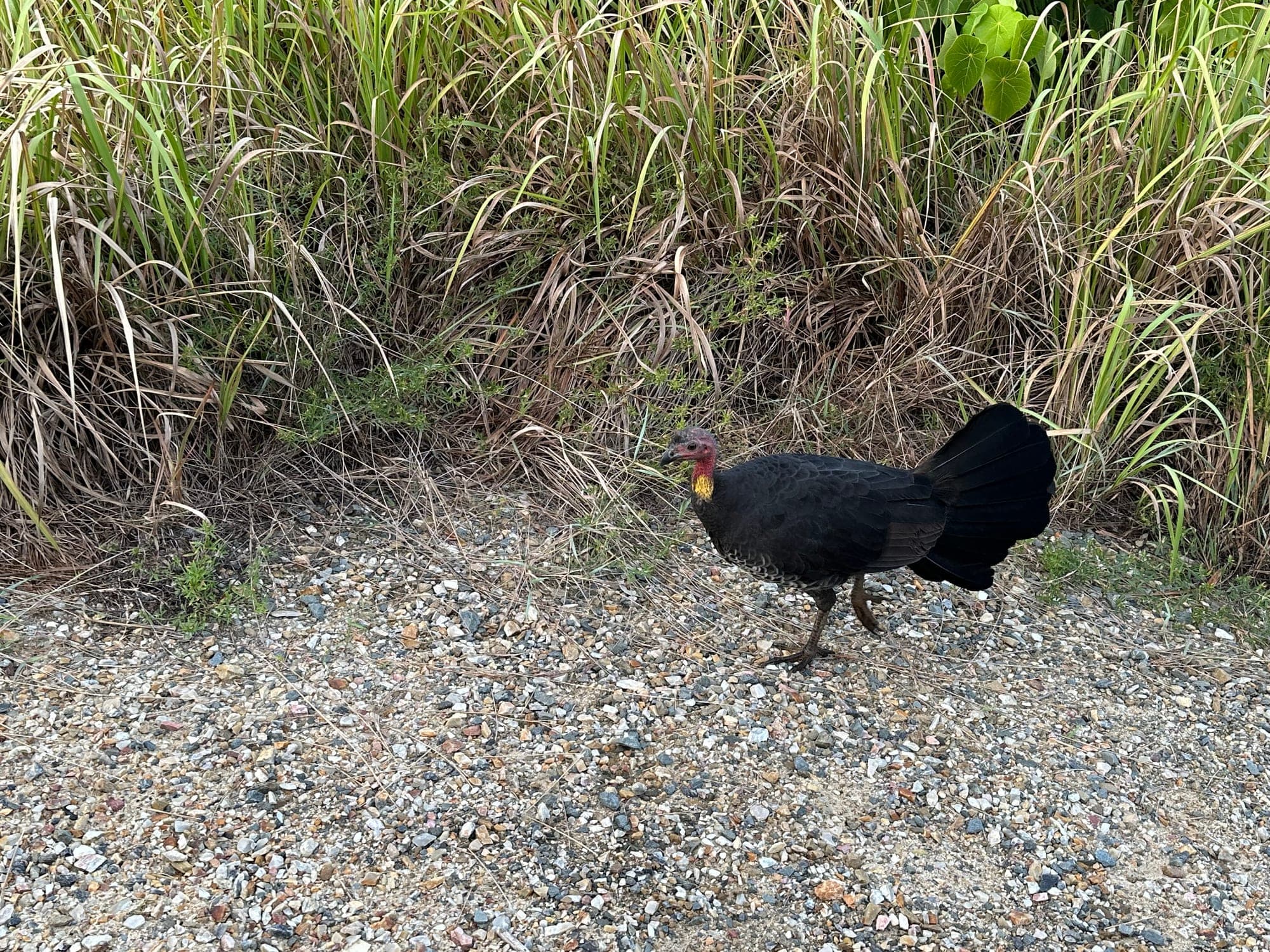 Australian Brushturkey