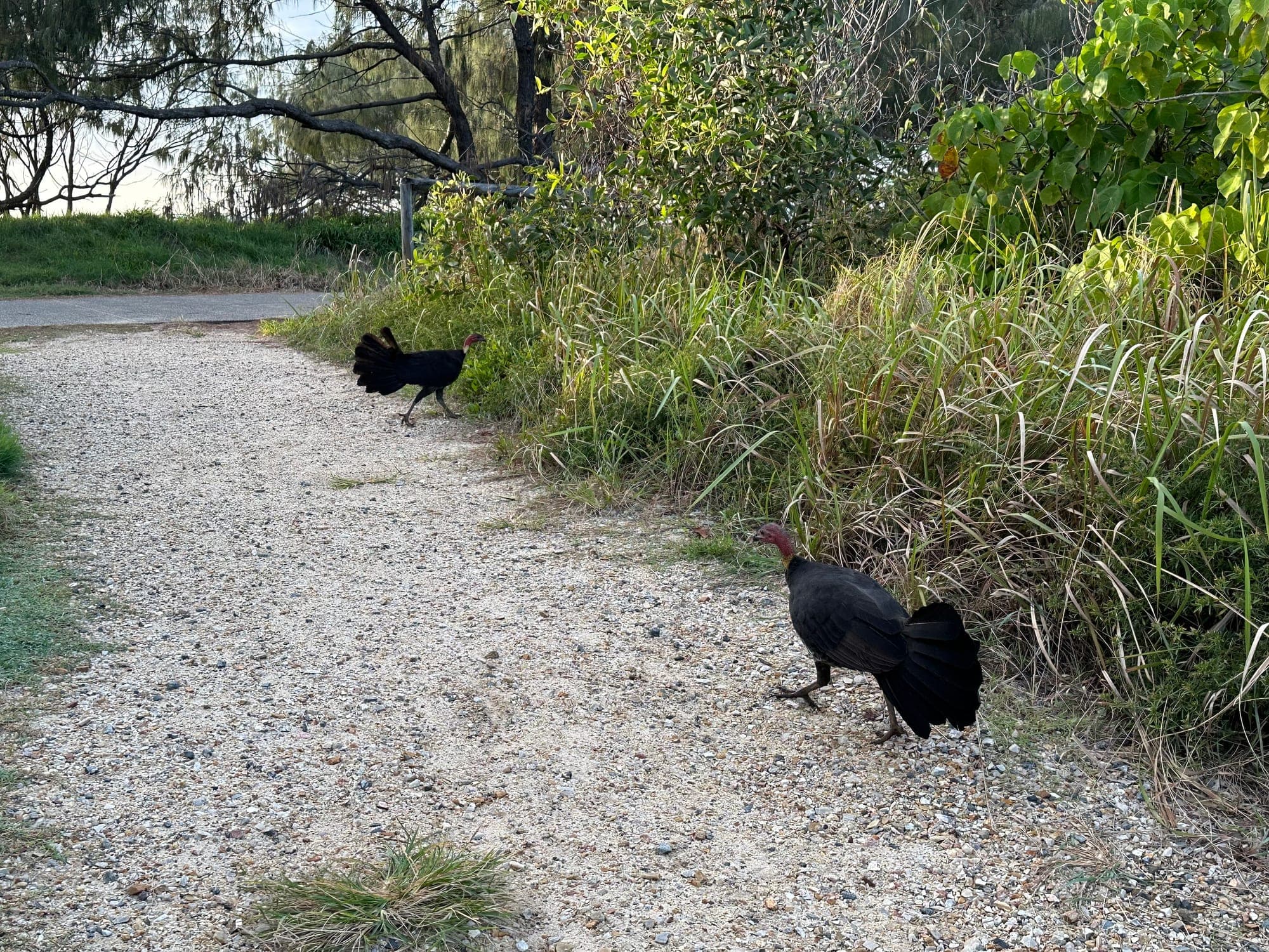 Australian Brushturkey