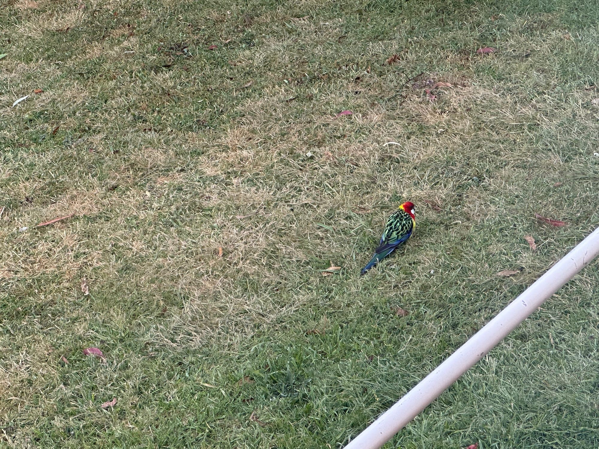 Eastern Rosella
