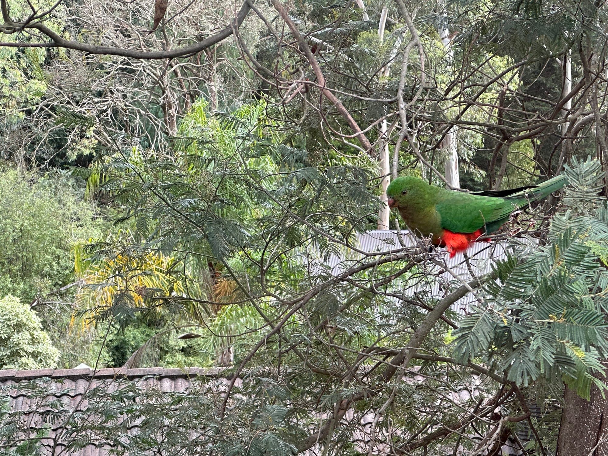 Australian King-Parrot