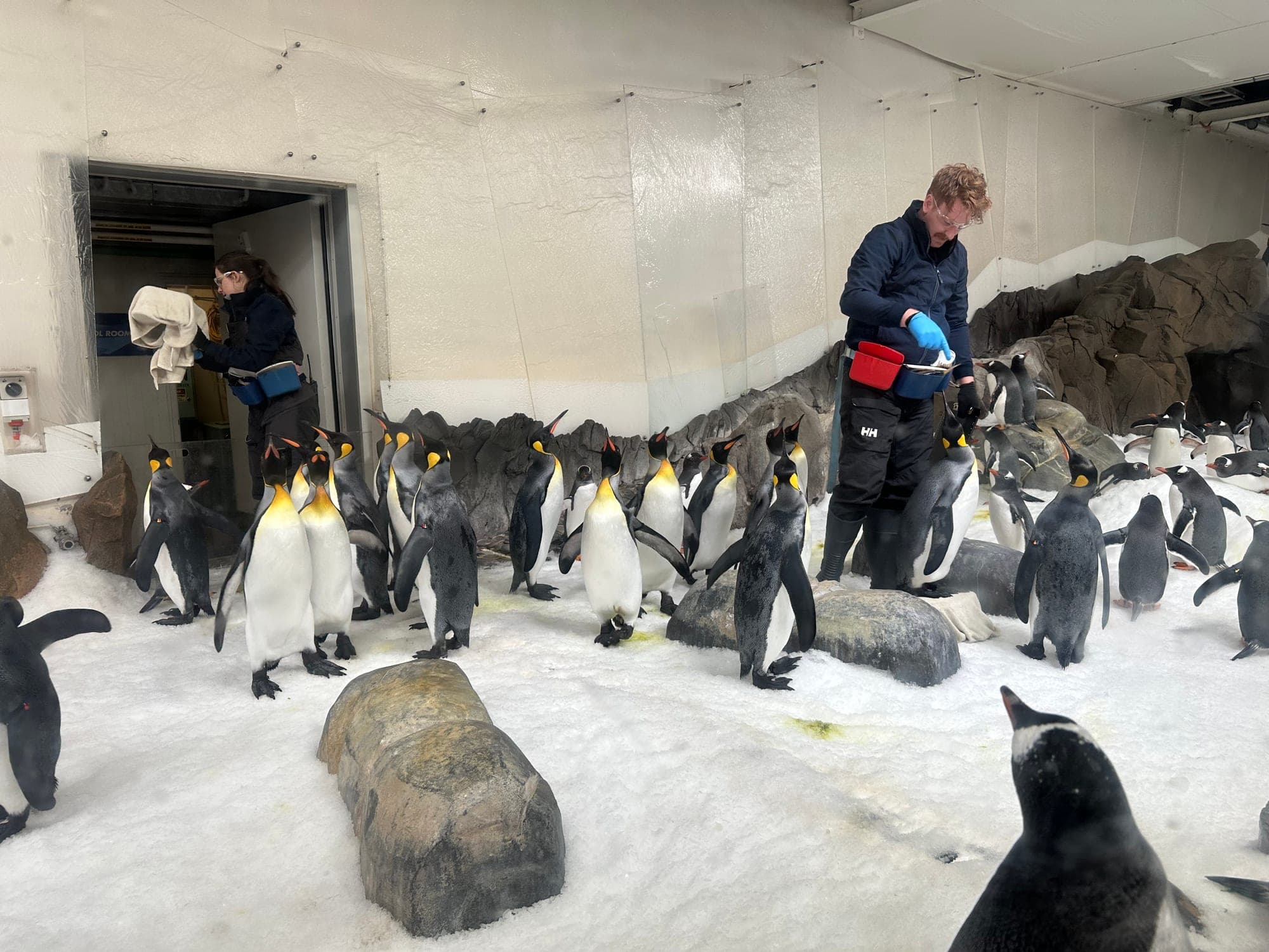 King Penguin
