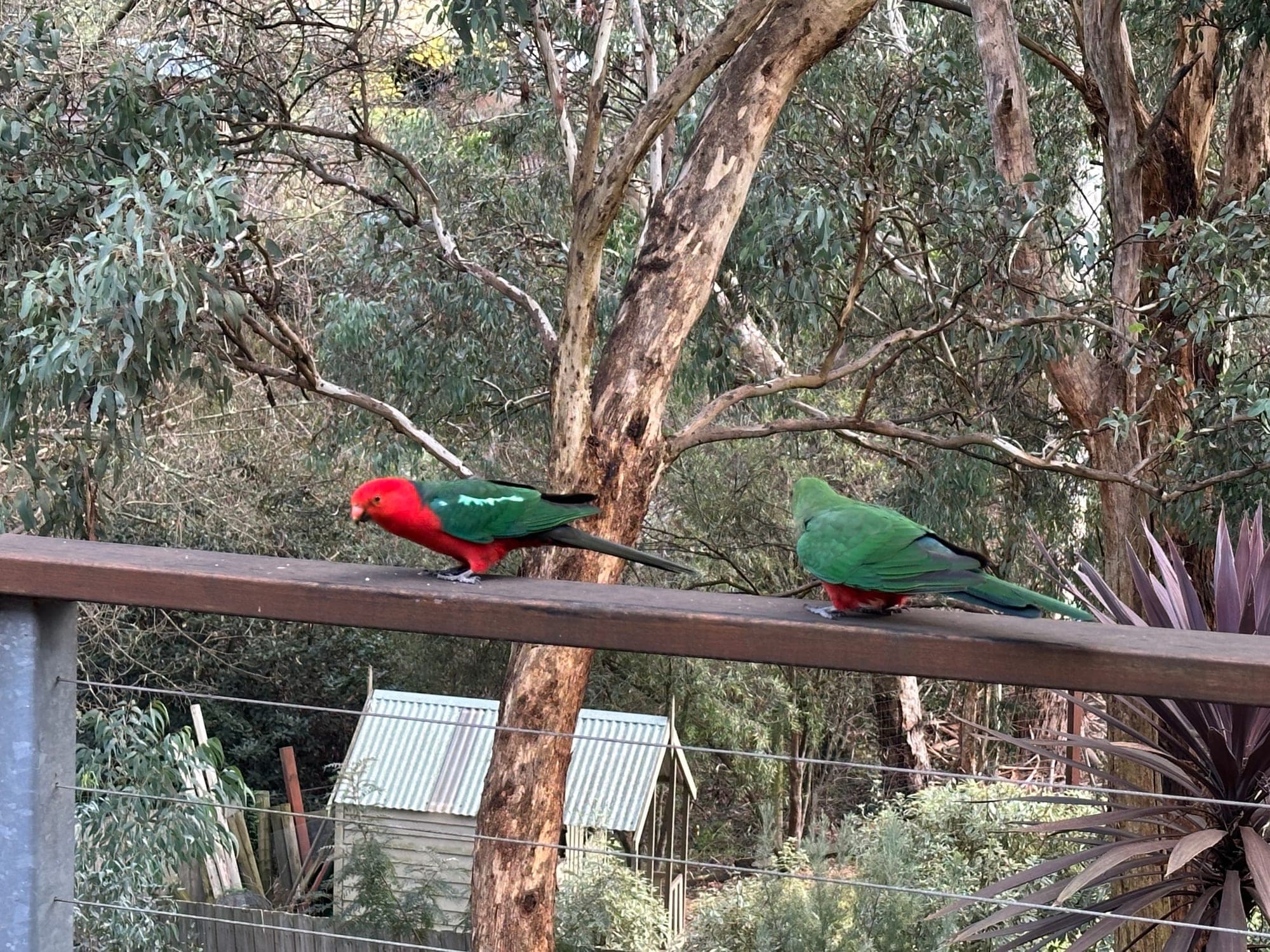 Australian King-Parrot