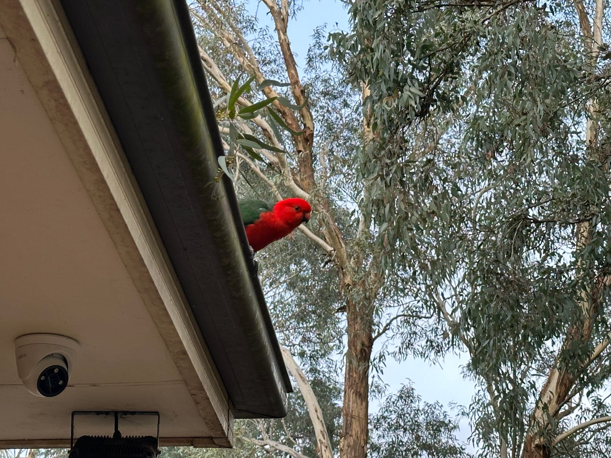 Australian King-Parrot