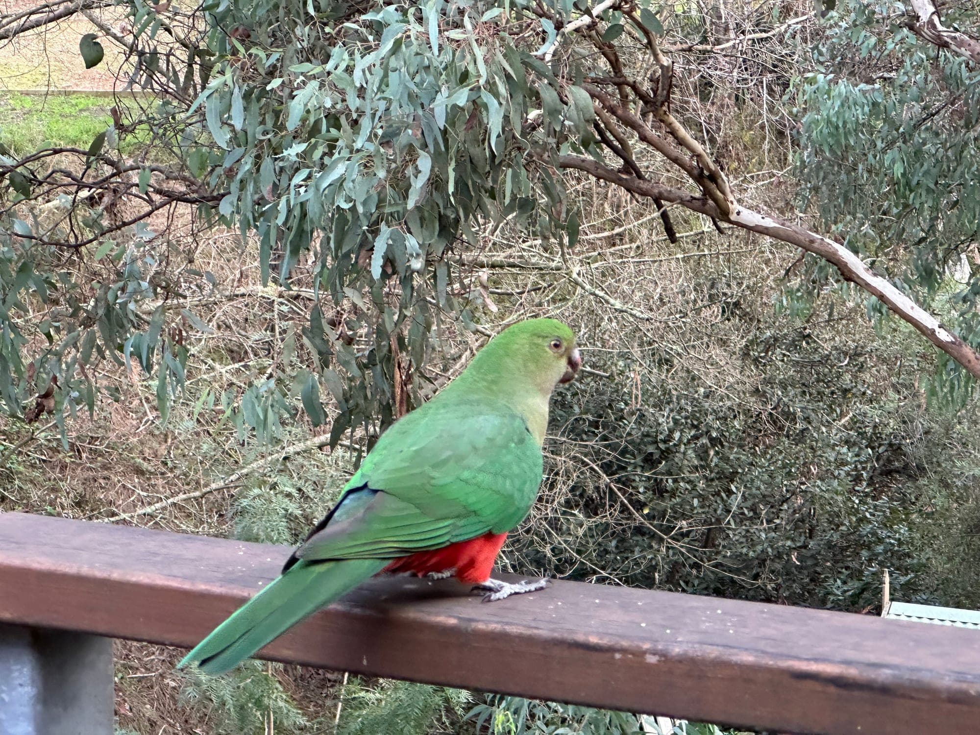 Australian King-Parrot