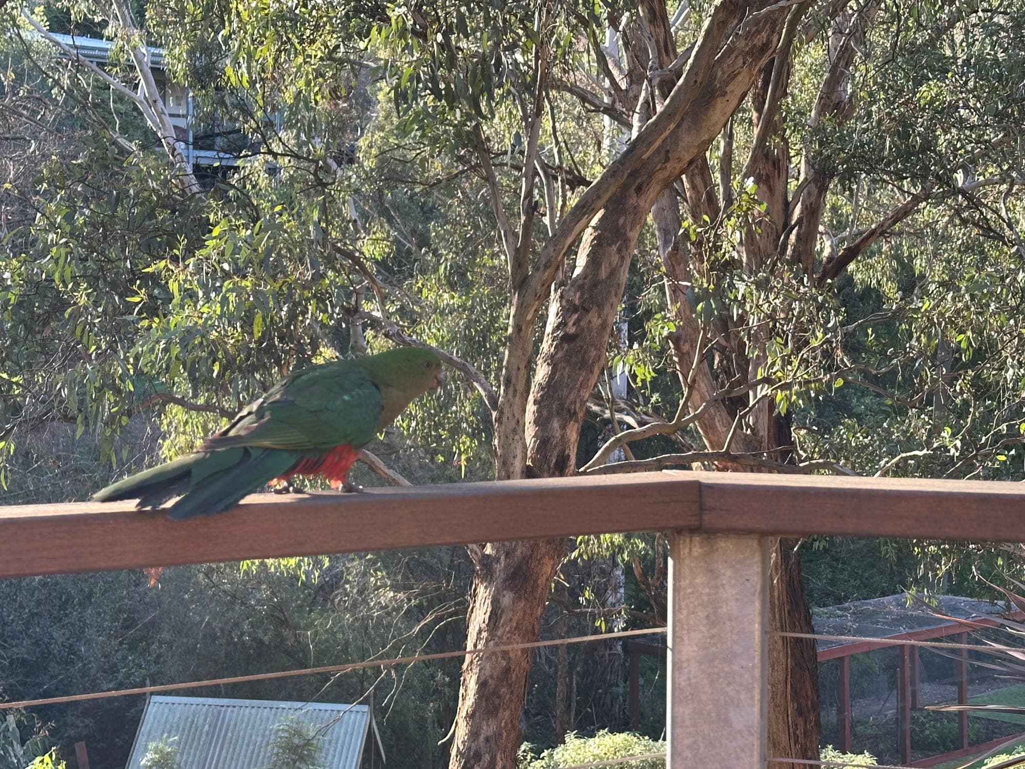 Australian King-Parrot