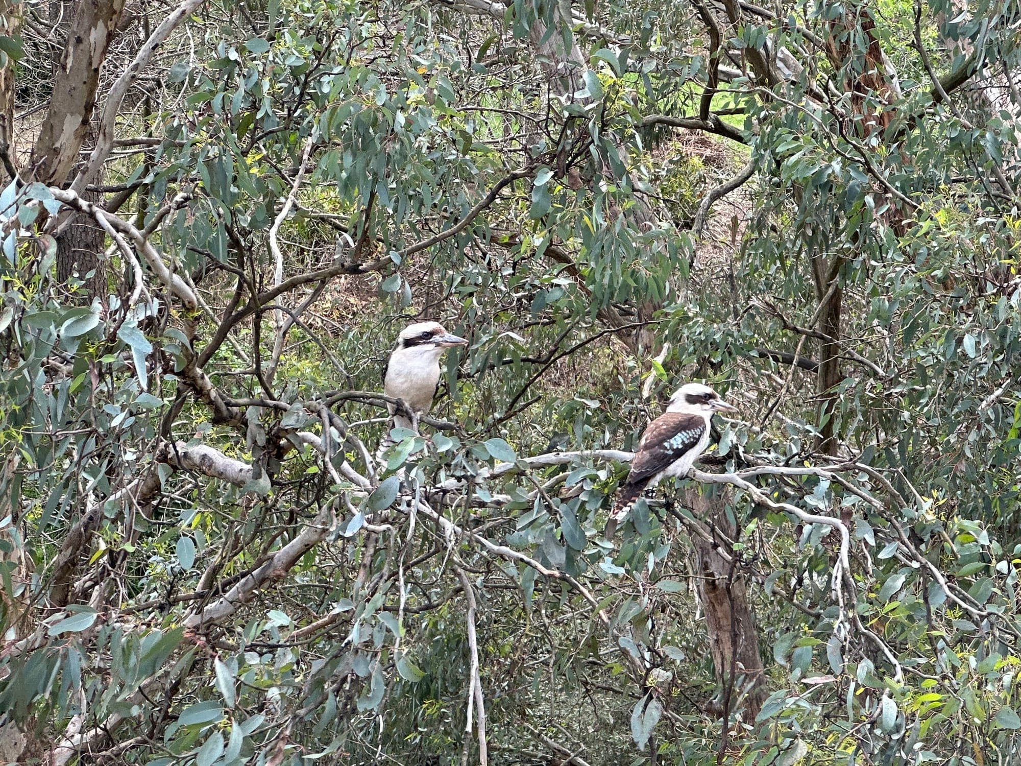 Laughing Kookaburra