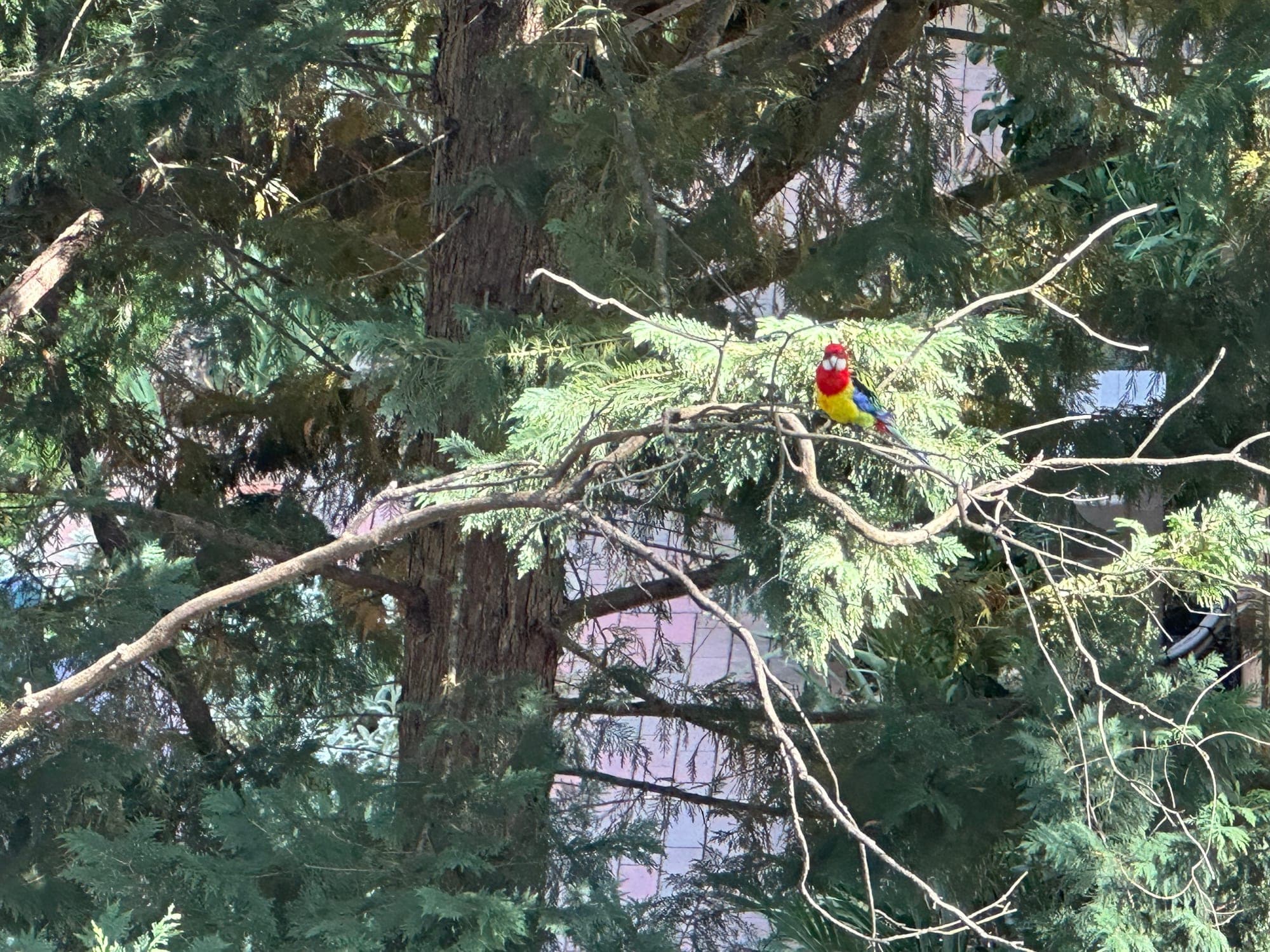 Eastern Rosella