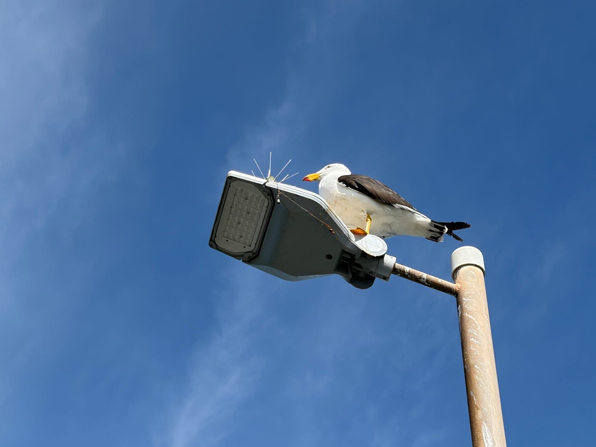 Pacific Gull