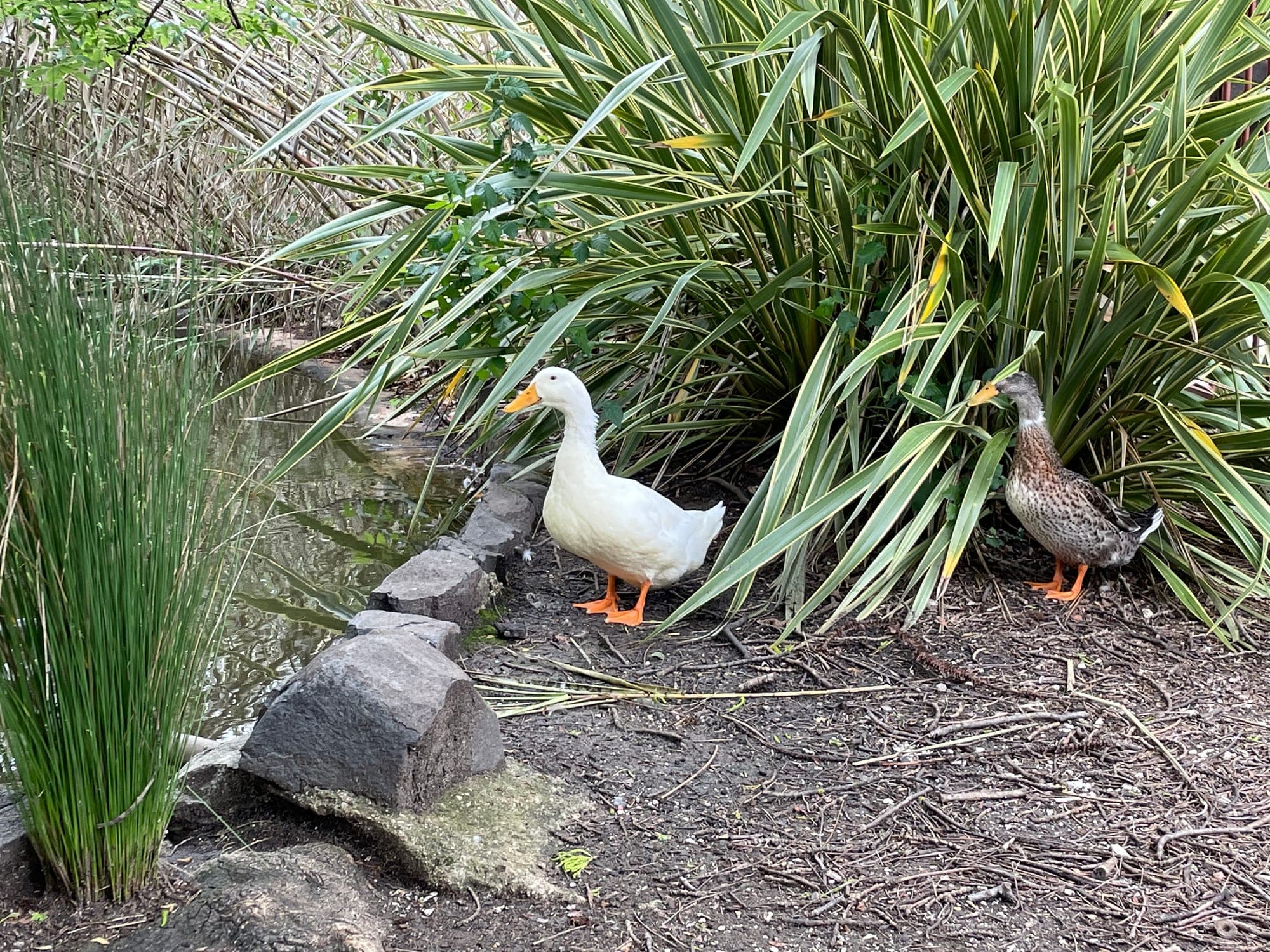 Pacific Black Duck & domestic duck