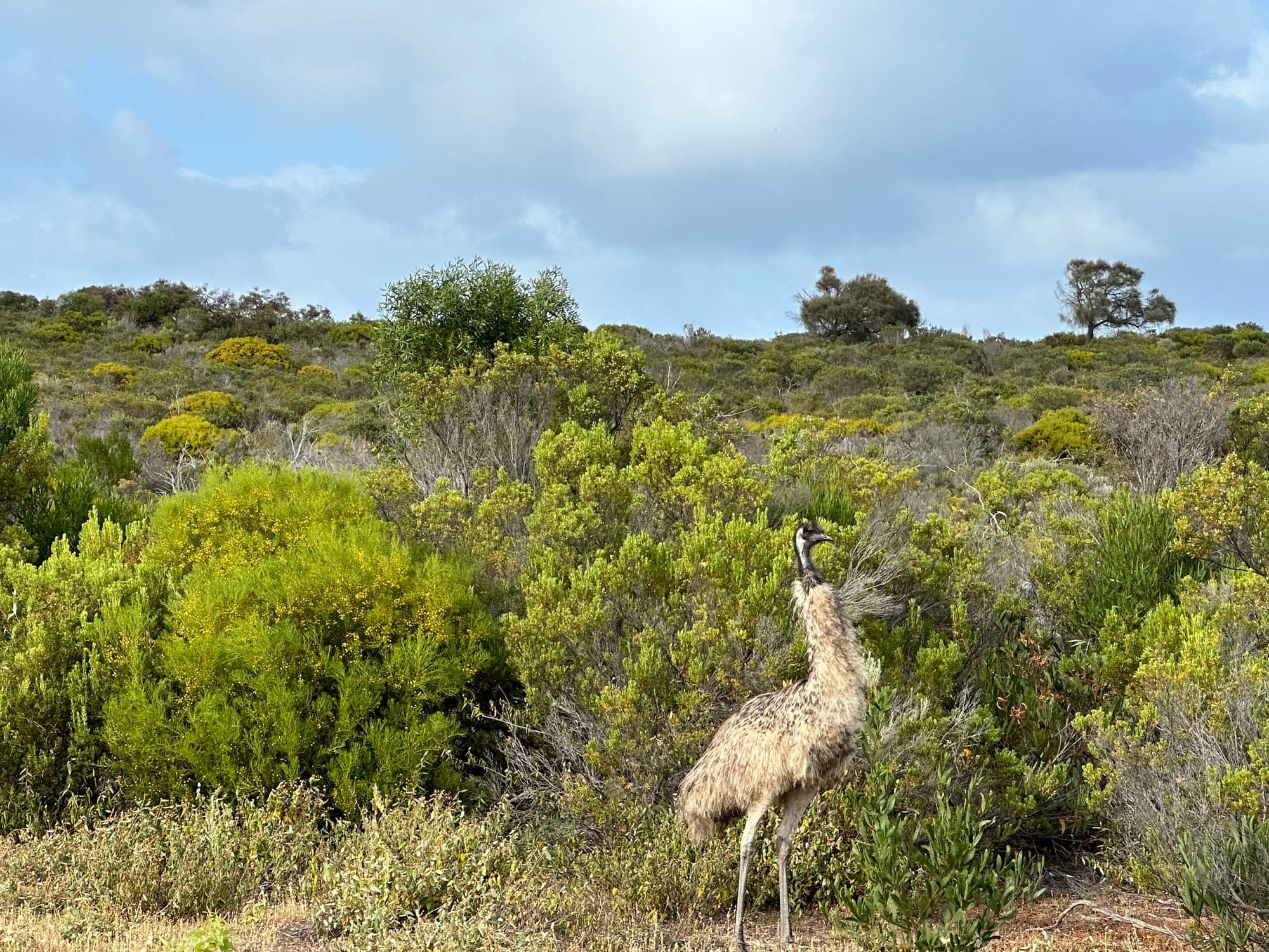 Emu