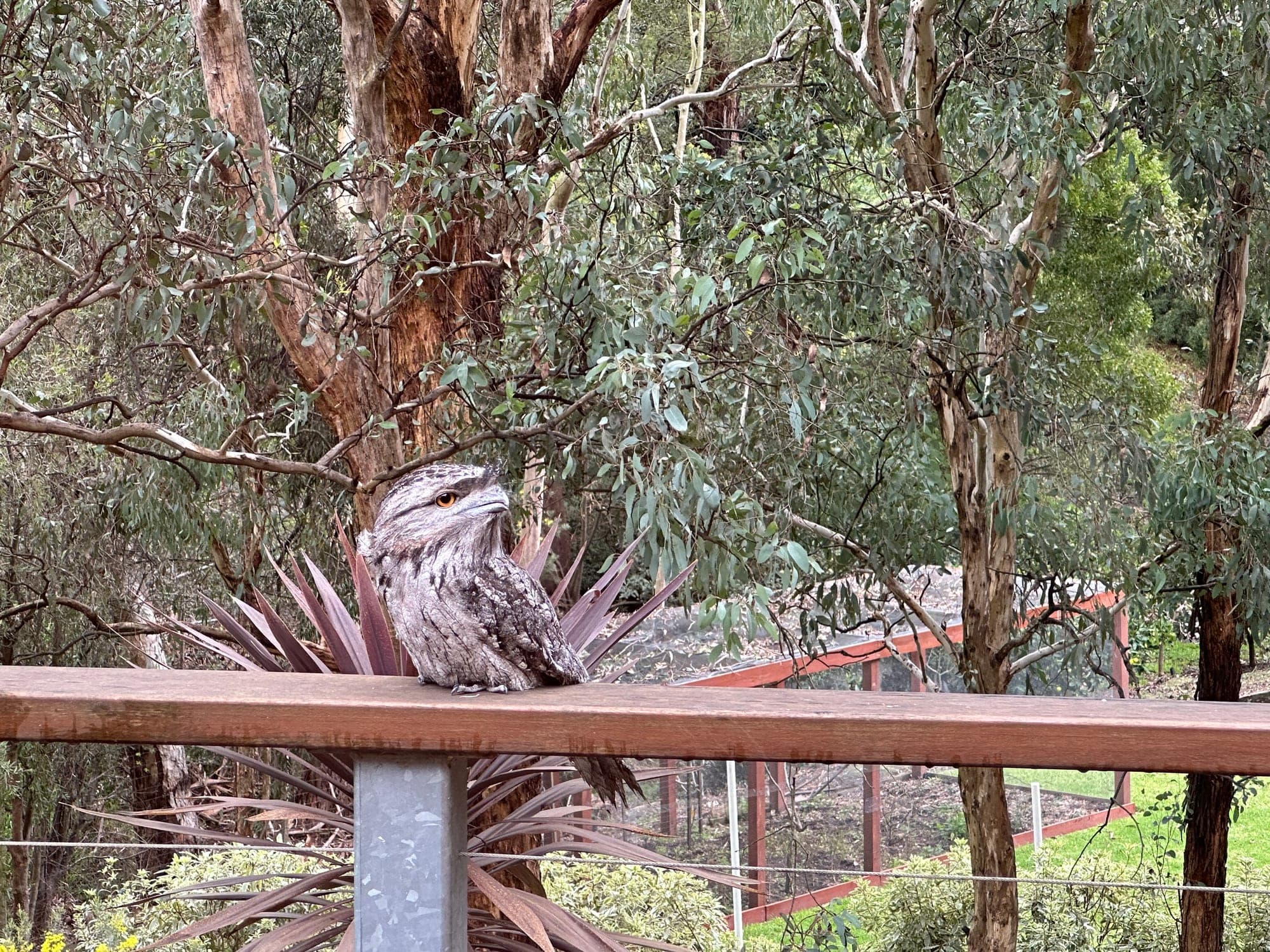 Tawny Frogmouth