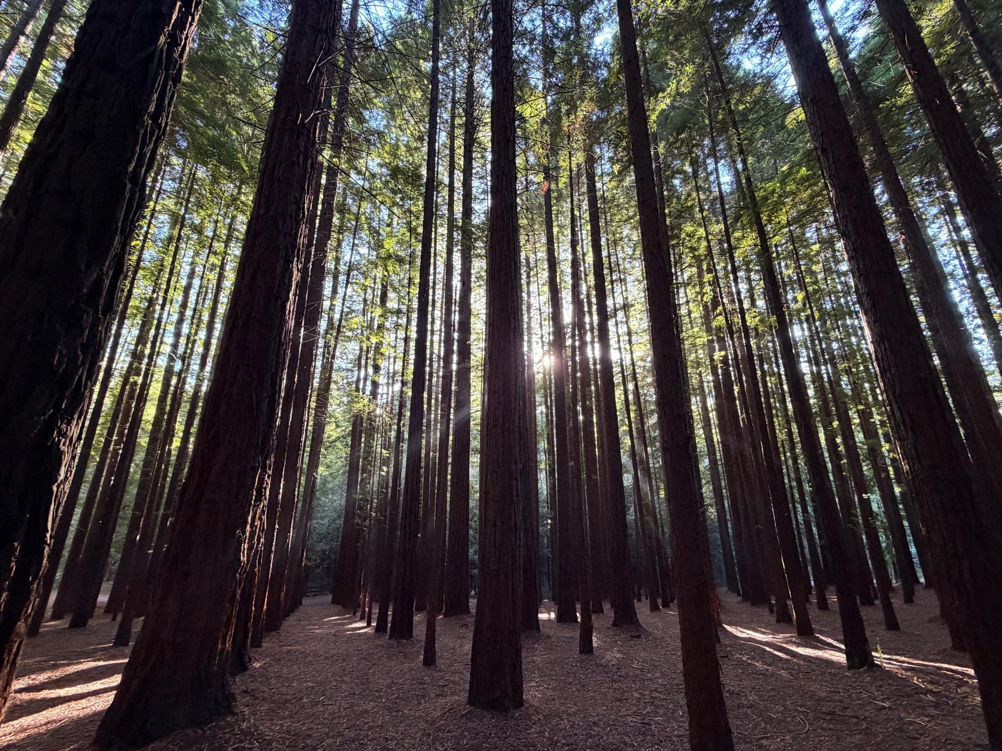 Warburton Redwoods