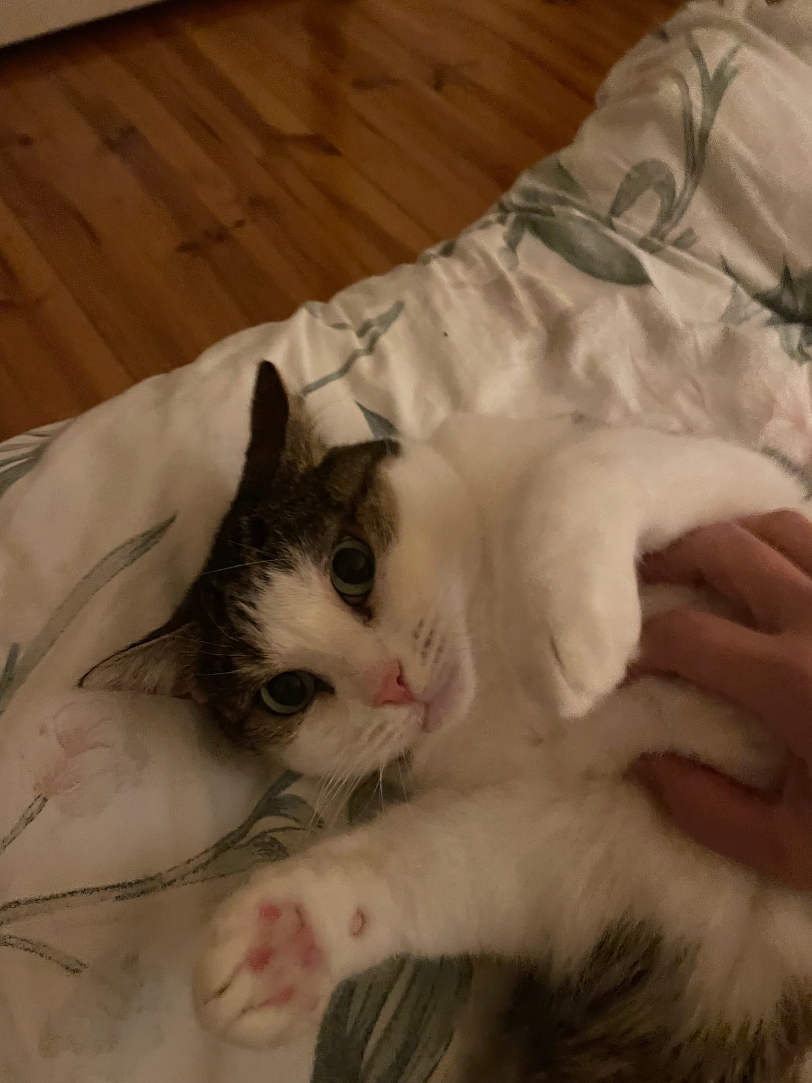 Mimi the cat lounging at home