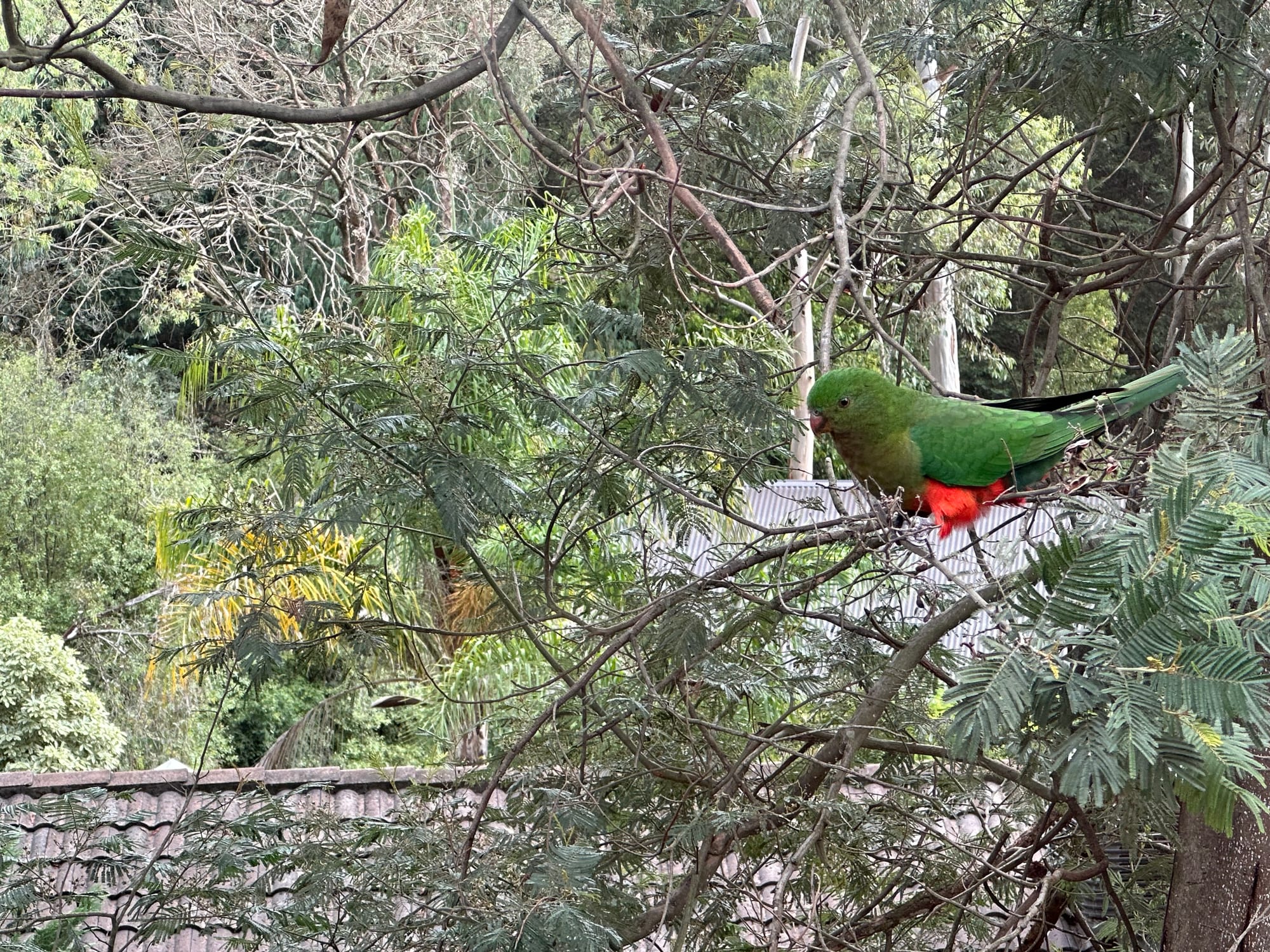 Australian King-Parrot