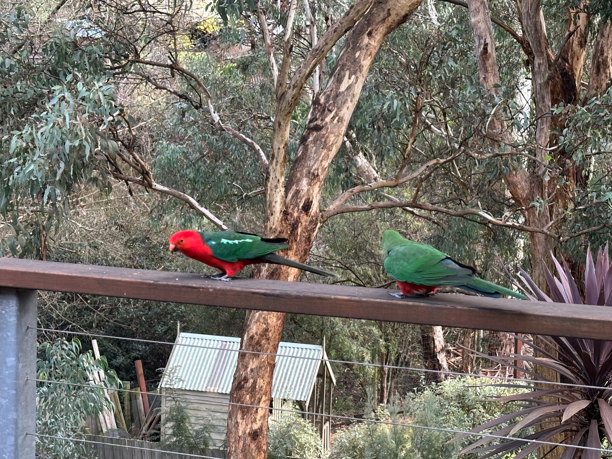 Australian King-Parrot