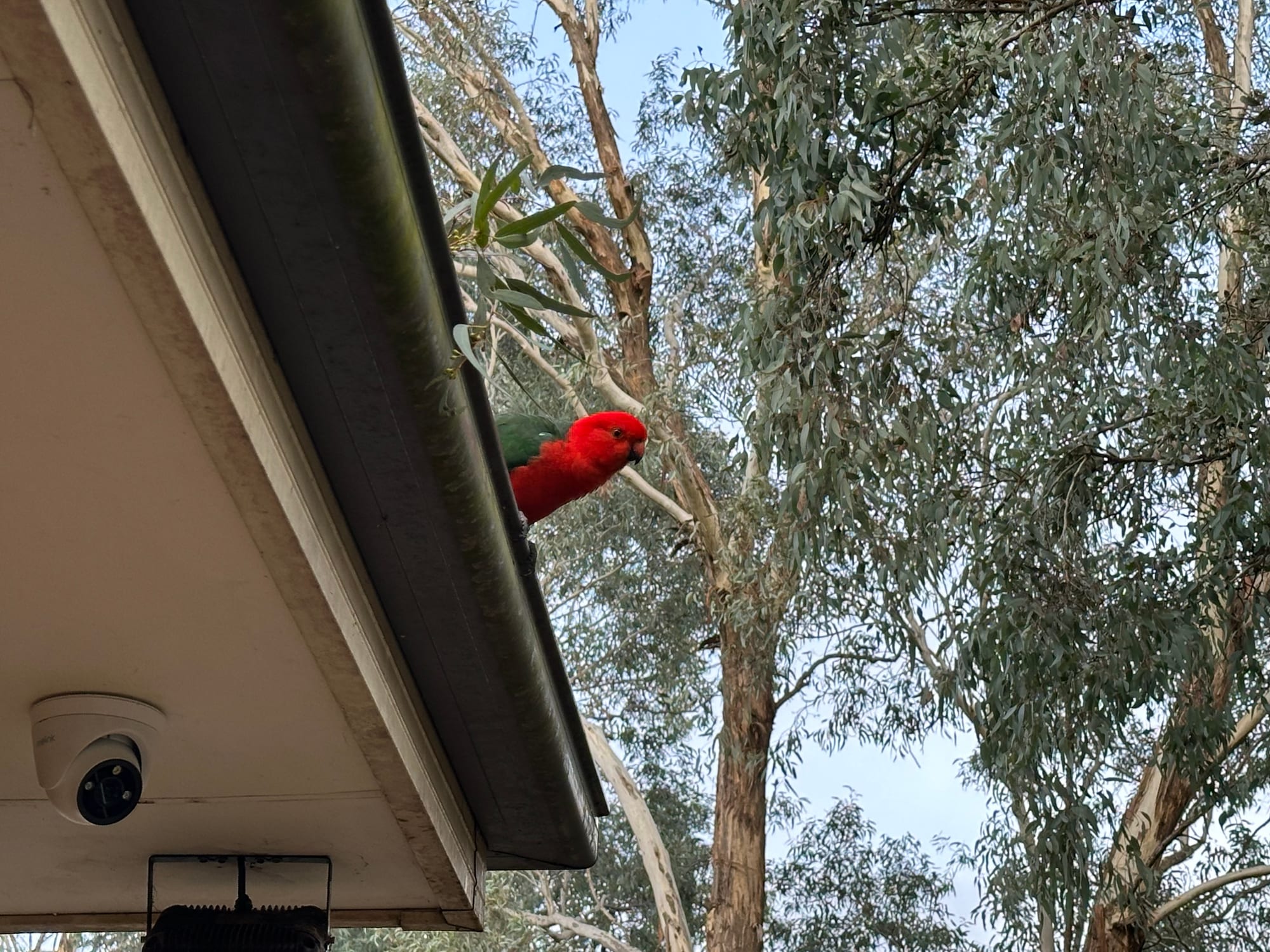Australian King-Parrot