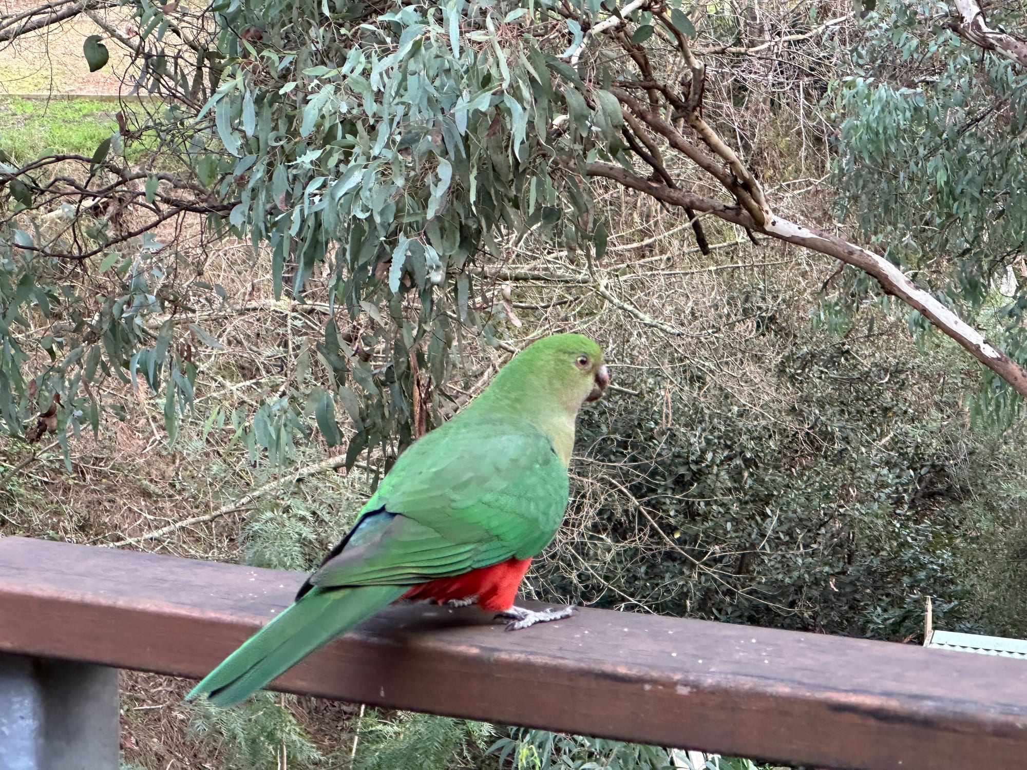 Australian King-Parrot