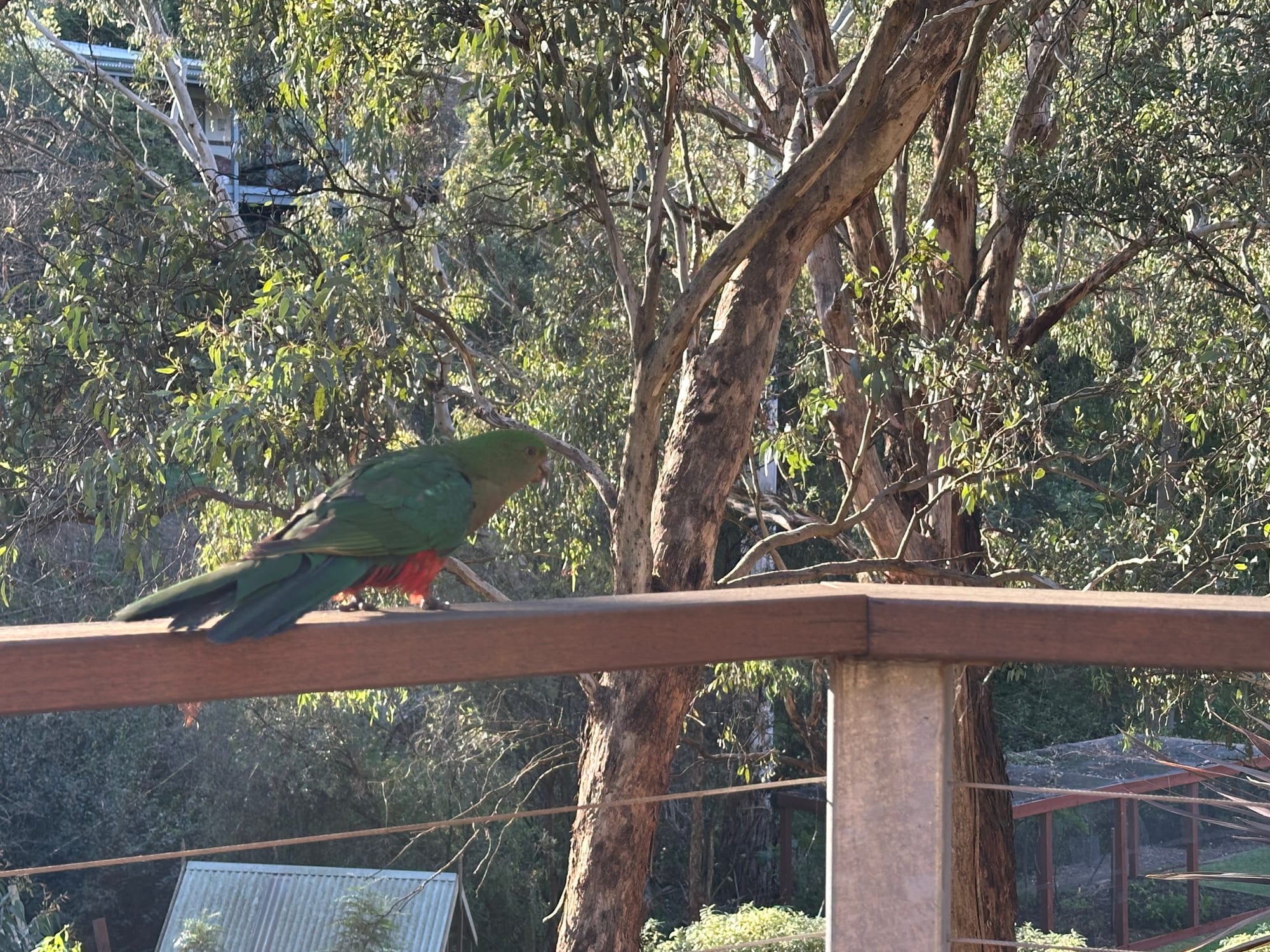 Australian King-Parrot