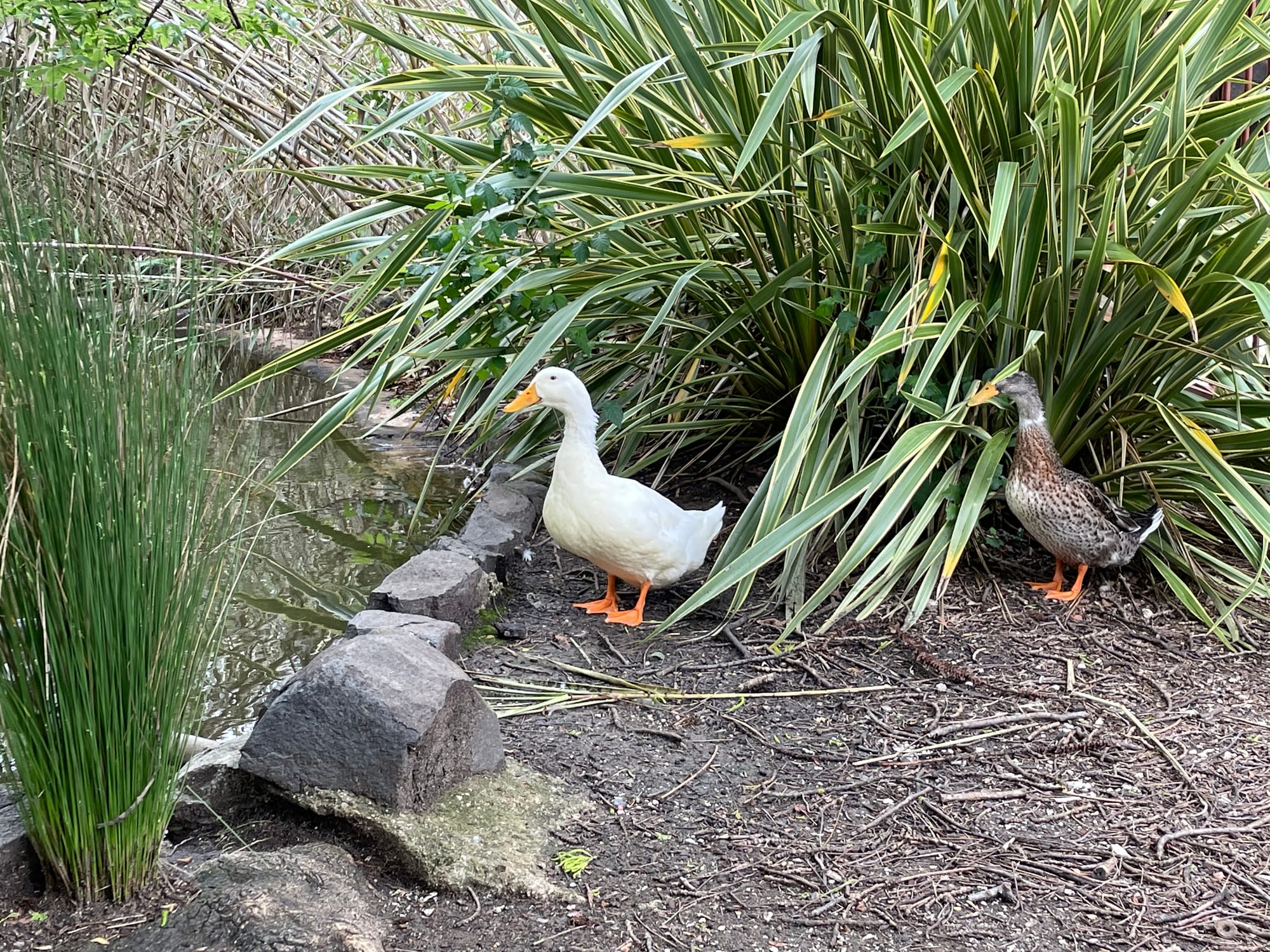 Pacific Black Duck & domestic duck