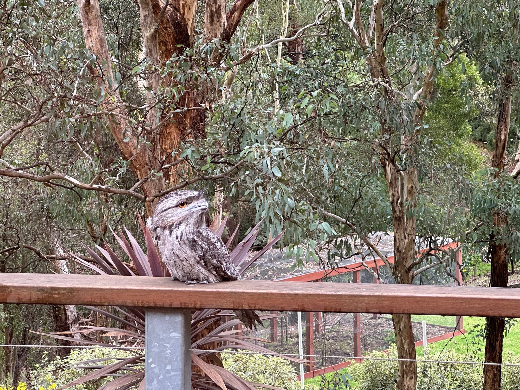 Tawny Frogmouth