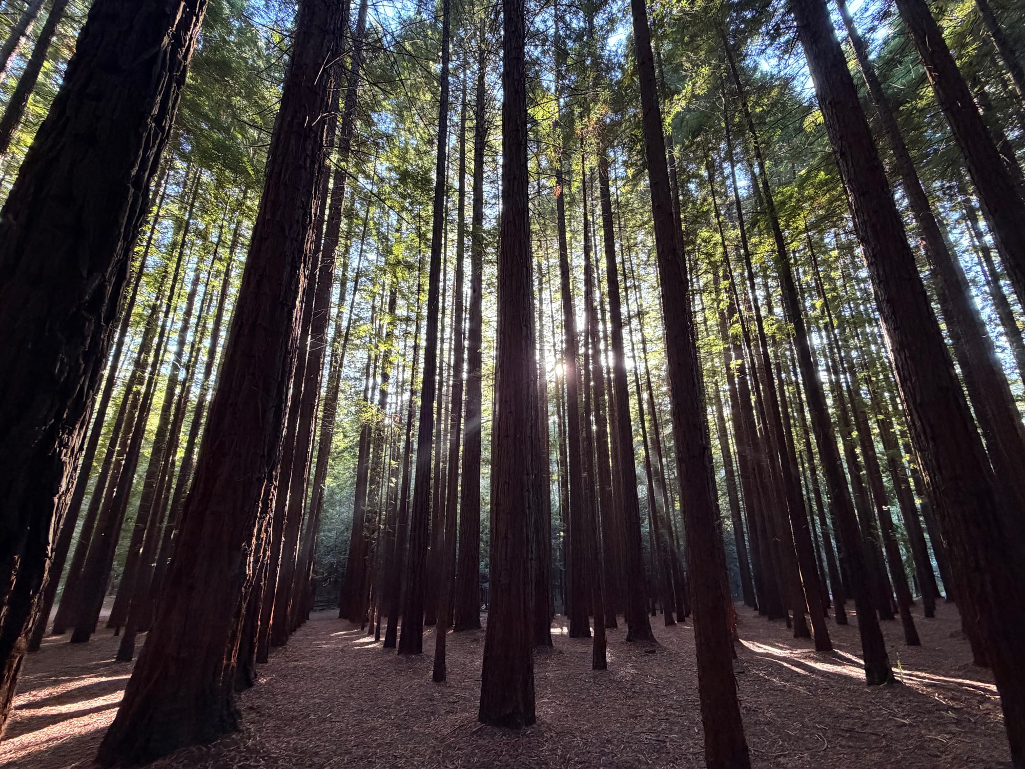 Warburton Redwoods